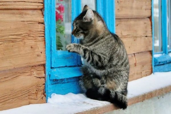 Кракен наркокортель